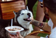 Grilling Safety for Pets: 5 Tips to Keep Your Pet Safe Around a Grill